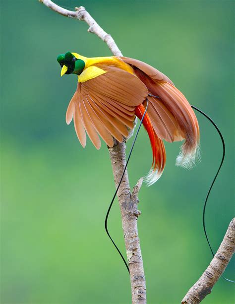 Birds of paraduse magic